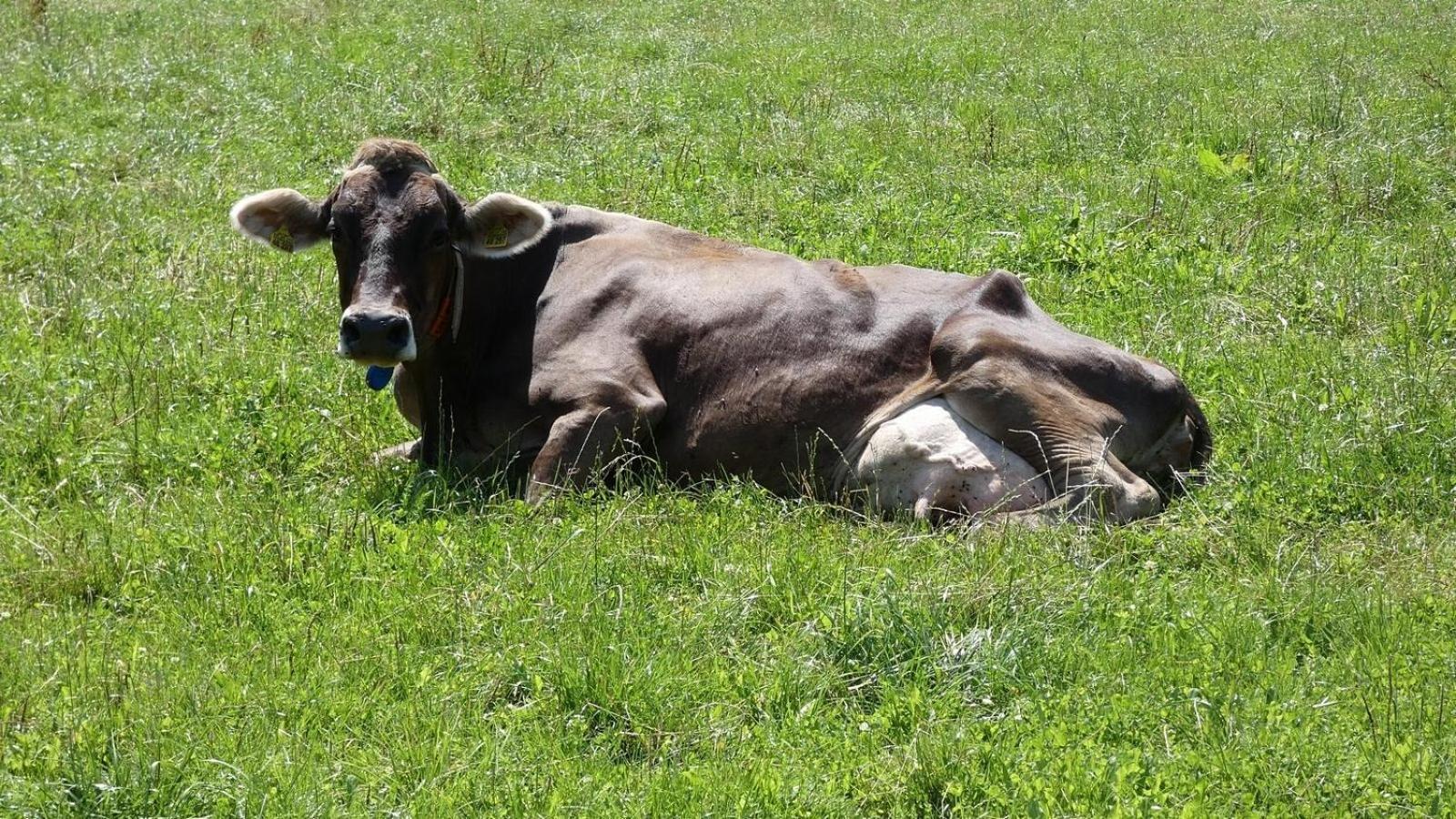 Ferienwohnung Nr 2, Lechbruck-Gruendl, Allgaeu Prem Dış mekan fotoğraf
